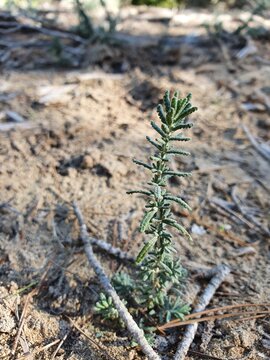 Green leaves of a little Phoenicean juniper pant. Juniperus phoenicea, balearic variation juniperus lycea. It is called "savina" in Spanish. 