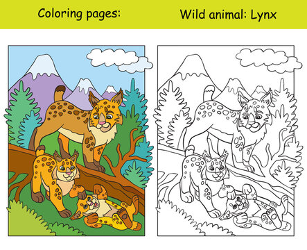 Coloring book page and color template lynx