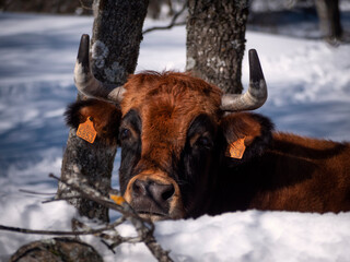 Close up of Red cow behind a stone fence in winter.