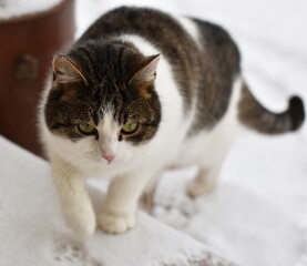 portrait of a cat © Agnieszka