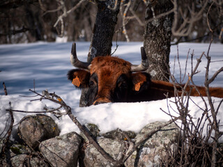 Red cow behind a stone fence in winter.
