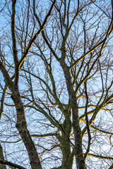 Baum
