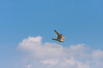Fototapeta na wymiar Peregrine Falcon in flight in blue sky