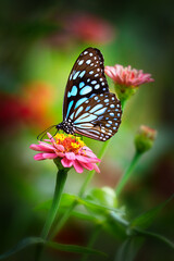 Blue tiger butterfly on a pink zinnia flower with dark green background	
