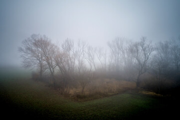 Obraz na płótnie Canvas Forest in the fog