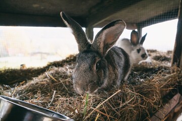 Agriculture rabbit animals living outside. Rural country atmosphere