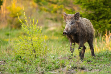 Wild boar, sus scrofa, standing on a meadow with green bush in springtime nature sunlit by morning light. Animal wildlife with long snout on glade in forest.