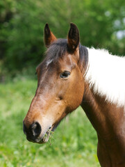 Obraz premium Pretty Horse Headshot