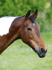 Fototapeta na wymiar Pretty Horse Headshot
