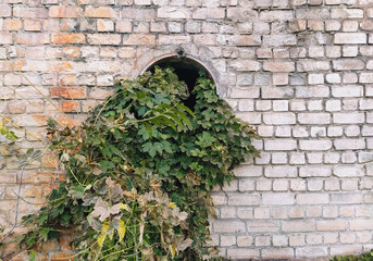 Wild grapes with green foliage grow in a metal pipe against a brick wall background.