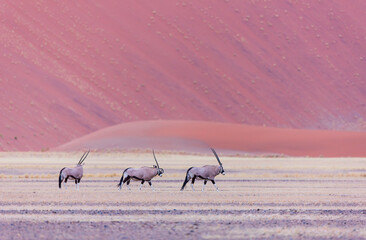 Gemsbok or gemsbuck (Oryx gazella), Namib desert, Namibia,  Africa
