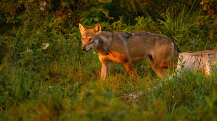 Wolf, canis lupus, walking in woodland illuminated by summertime evening sun. Wild animal hunter moving in wilderness at sunset. Brown strong mammal looking in grassland in summer sunlight.