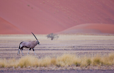 Oryx Desierto Namib Namibia Africa