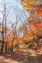 Naklejka premium 山道に咲く綺麗な紅葉の木々