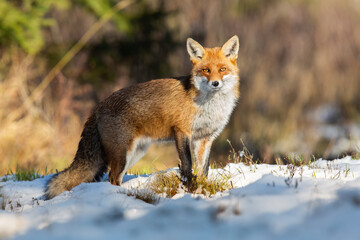 Red fox, vulpes vulpes, observing on snowy field in winter nature. Wild orange animal standing on white glade in wintertime illuminated by sunlight.