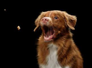 dog portrait on black background