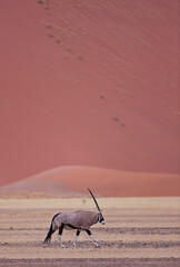 Oryx Desierto Namib Namibia Africa