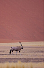 Oryx Desierto Namib Namibia Africa