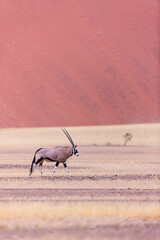 Gemsbok or gemsbuck (Oryx gazella), Namib desert, Namibia,  Africa