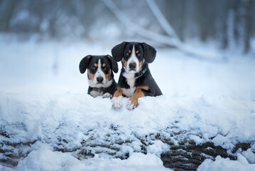 dog entlebucher in winter Park