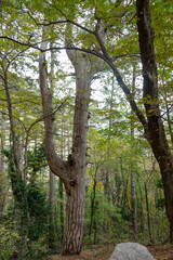 Spring beech forest with thick trees in the foreground and mist in the distance.