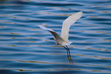 Snowy egret flying over the lake