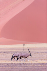 Gemsbok or gemsbuck (Oryx gazella), Namib desert, Namibia,  Africa