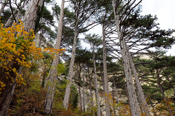 Autumn fir forest with dense trees in the foreground on the mountain. soft focus