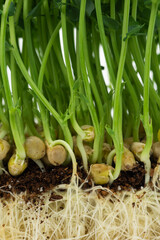 Close up to the roots of green pea sprouts. Growing micro green, horticulture, agriculture. The roots of the plant in a layer of solder