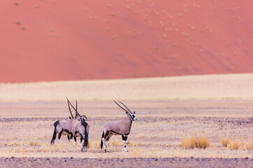 Gemsbok or gemsbuck (Oryx gazella), Namib desert, Namibia,  Africa