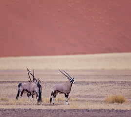 Oryx Desierto Namib Namibia Africa