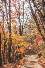 山道に咲く綺麗な紅葉の木々