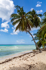 A Palm Tree on a Beach on the Island of Barbados