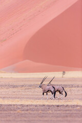 Gemsbok or gemsbuck (Oryx gazella), Namib desert, Namibia,  Africa
