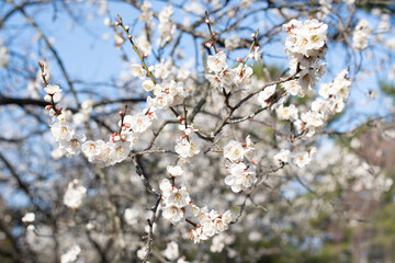 日本の白い桜