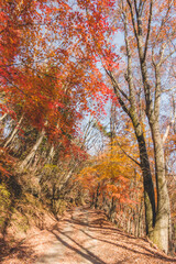 山道に咲く綺麗な紅葉の木々