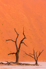 Deadvlei, Sossus Vlei, Desierto Namib, Namibia,  Africa