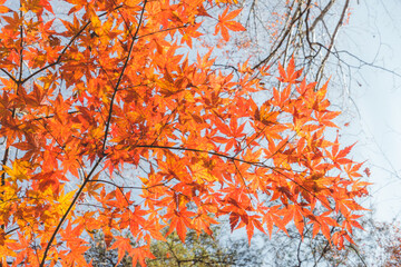 山道に咲く綺麗な紅葉の木々