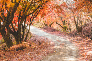山道に咲く綺麗な紅葉の木々