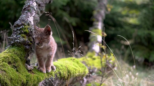 Lynx cub on a fallen tree trunk full of moss. Looking around and then walk away.