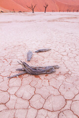 Deadvlei, Sossus Vlei, Desierto Namib, Namibia,  Africa