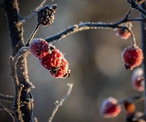red frozen wild roses berries .