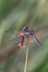 dragonfly on a leaf