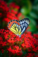 Painted butterfly common Jezebel or Delias eucharis, Pieridae family, with closed wings in multiple red Kalanchoe flowers with dark colorful red green blurred bokeh background © Dmitrii
