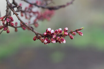 the first flowering of an apple or apricot in spring. branches with flower buds