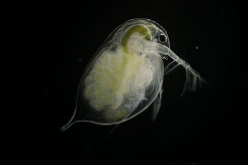 ミジンコとたまご
