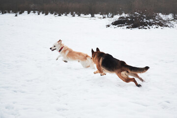 Plakat Active games with two friendly dogs in fresh air. German Shepherd black and red and white half breed shepherd run on snowy field in winter and play catch up.