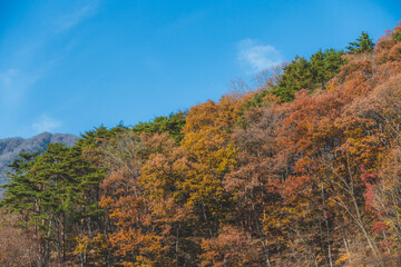綺麗な紅葉に染まった山
