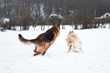 Fototapeta na wymiar Active games with two friendly dogs in fresh air. German Shepherd black and red and white half breed shepherd run on snowy field in winter and play catch up.
