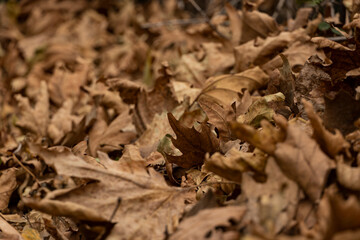 brown fallen leaves cloese up